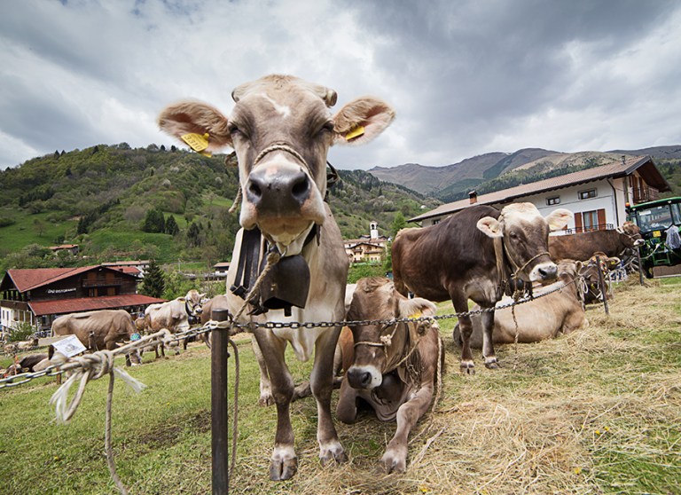 Rassegna Bruna Valtrumplina Laura Gatta (11)