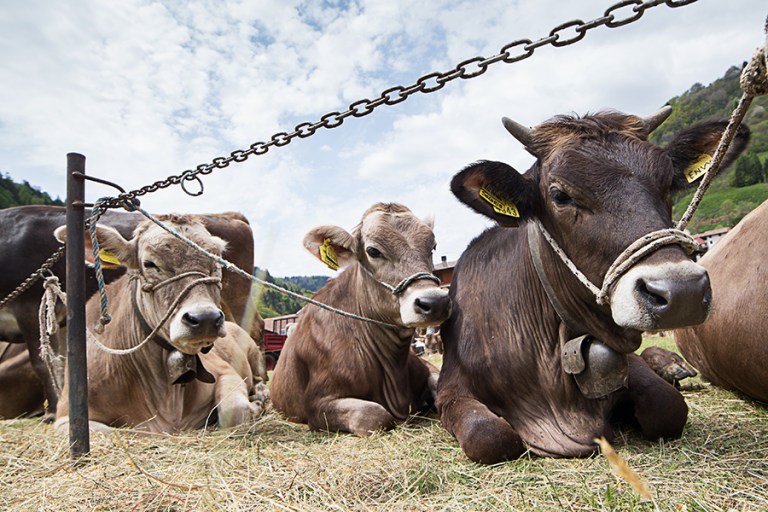 Rassegna Bruna Valtrumplina Laura Gatta (13)
