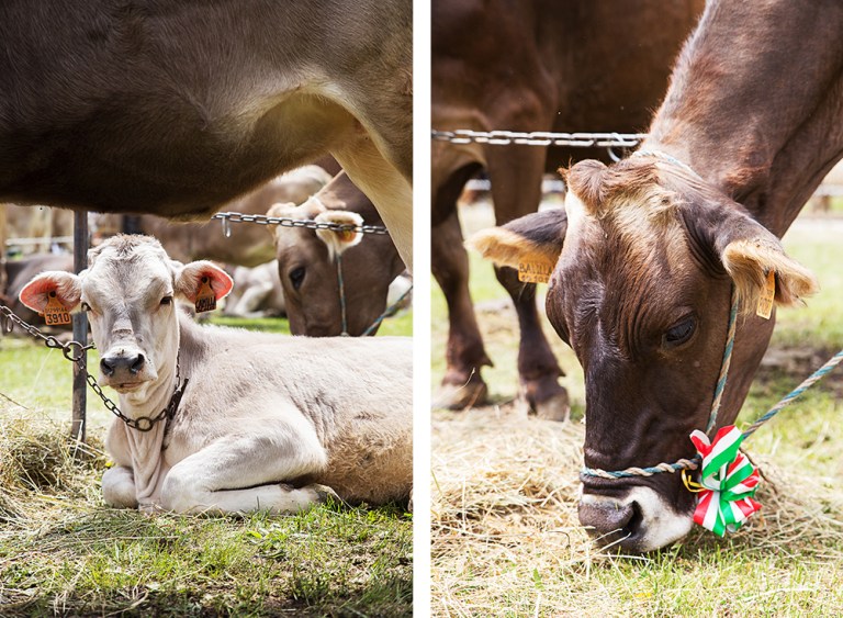 Rassegna Bruna Valtrumplina Laura Gatta (5)