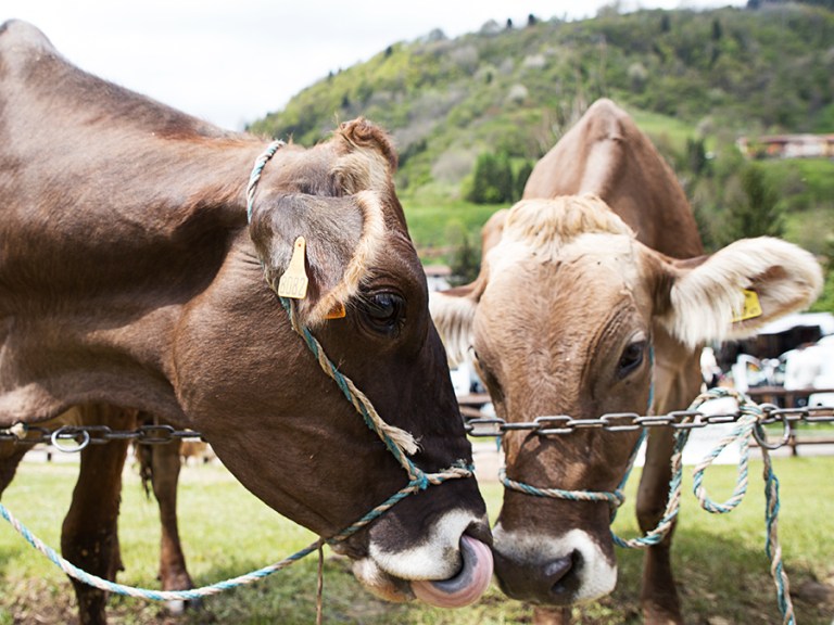 Rassegna Bruna Valtrumplina Laura Gatta (8)